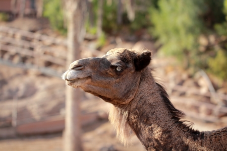 Camelの写真素材