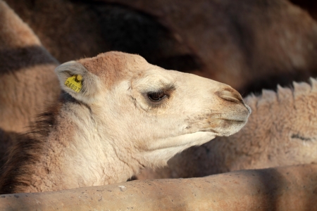 Young camelの写真素材