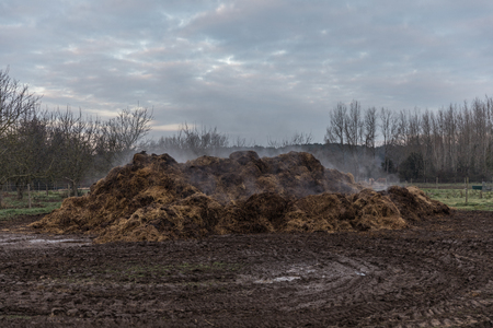 Horse Manure Pileの写真素材