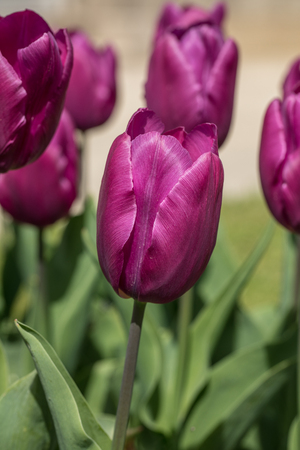 Single early tulip purple princeの写真素材