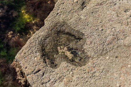 Dinosaur footprint in Talmont-Saint-Hilaire (VendÃ©e, France)の写真素材