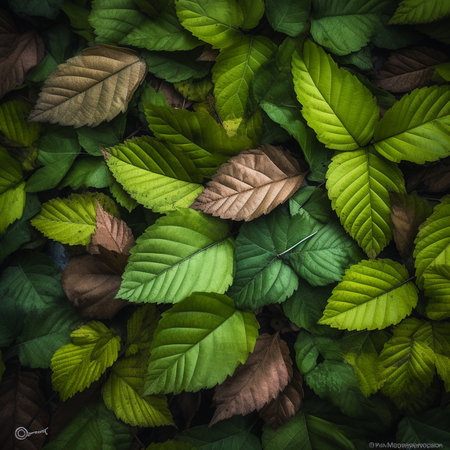 Green leaves background. Nature background. Green leaves texture. Green leaves background.の素材