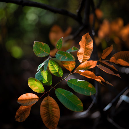 Autumn leaves on a tree in the forest. Selective focus.の素材