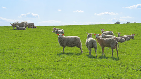 Sheep on the pasture, LÃ¼neburger Heide, Germany. Backlit photographの写真素材