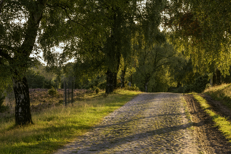 Sonnenuntergang im Naturschutzgebiet LÃ¼neburger Heide, Northern Germanyの写真素材