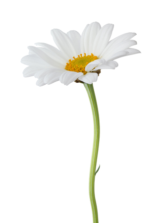 Daisy (Margerite) isolated on white background, including clipping path. Germanyの写真素材