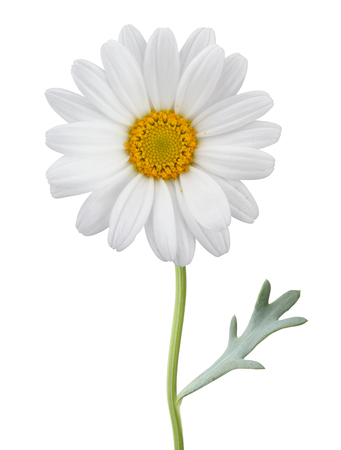Daisy (Margerite) isolated on white background, including clipping path. Germanyの写真素材