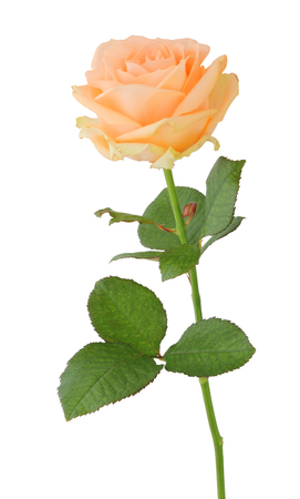 Rose (Rosaceae) isolated on white background, including clipping. Germanyの写真素材