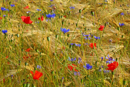 Poppys and cornflowers in the grain field, Northern Germany. Backlit Photographの写真素材