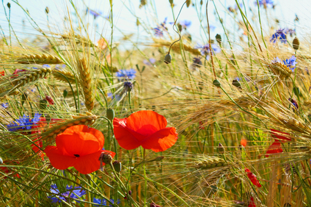 Poppys and cornflowers in the grain field, Northern Germany. Backlit Photographの写真素材