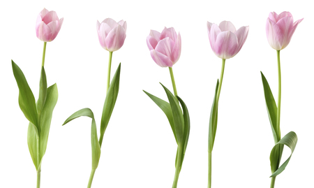 Tulips (Lily family, Liliaceae) isolated on white background, including clipping path. Germanyの写真素材
