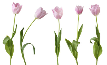 Tulips (Lily family, Liliaceae) isolated on white background, including clipping path. Germanyの写真素材
