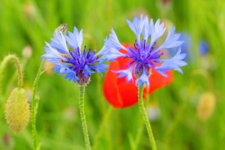Cornflowers and poppies in a meadow, Germanyの写真素材