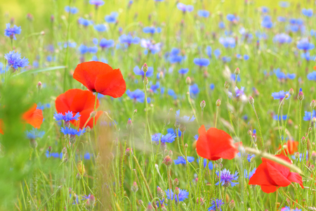 Cornflowers and poppies in a meadow, Germanyの写真素材