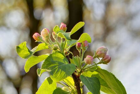 Apple blossom in spring time, LÃ¼neburg, Northern Germany. Backlit Photographの写真素材