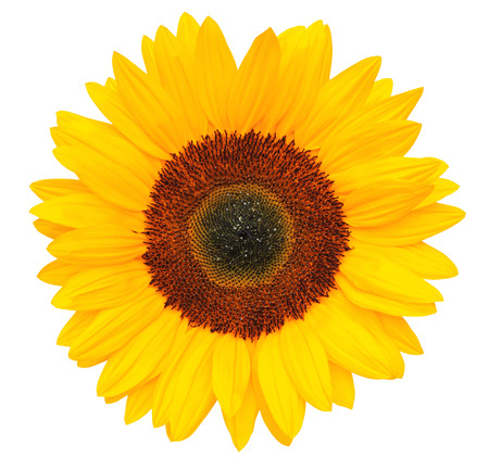 Sunflower (Helianthus annuus, Asteraceae) isolated on white background, inclusive clipping.path. Germanyの写真素材