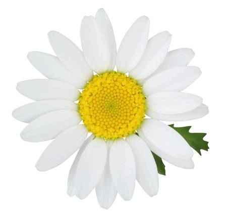 Daisy (Margerite) with green leaves isolated on white background, including clipping path, Germanyの写真素材