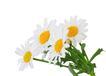 Daisies (Margeriten) isolated on white background, including clipping path. Germanyの写真素材