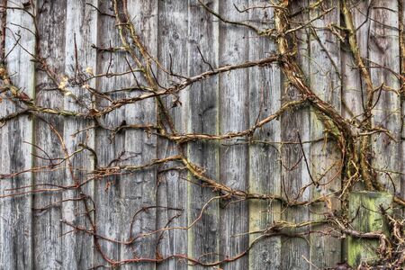 Abstract background of wooden slats and a climbing plantの写真素材