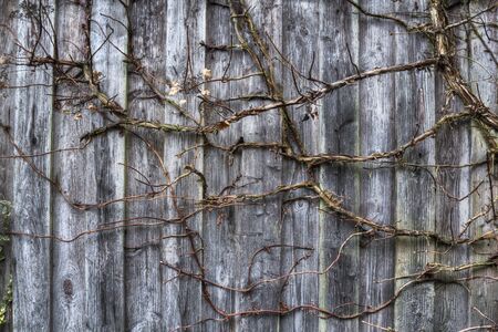 Abstract background of wooden slats and a climbing plantの写真素材