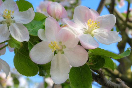 Apple blossom in spring timeの写真素材
