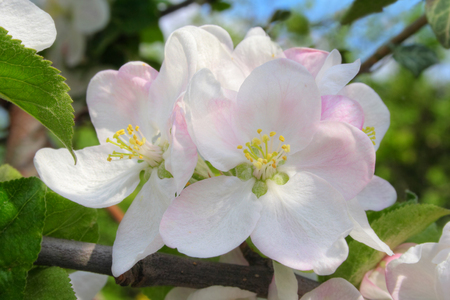 Apple blossom in spring time, Frankfurt/M, Germany.の写真素材