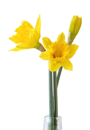Narcissus (Narzissen, Narcissus, Amaryllidaceae) isolated on white background, including clipping path. Germanyの写真素材