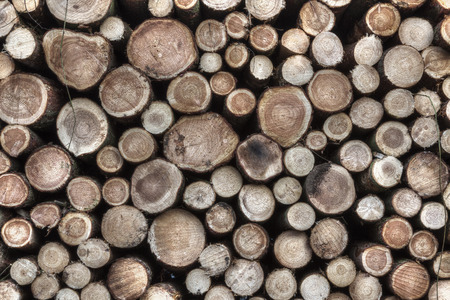 Abstract background with felled wood, Germany.の写真素材