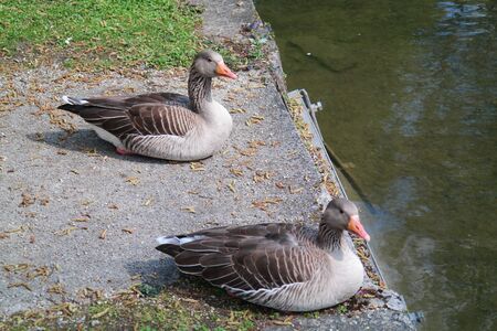 Ducks sitting on the riverbankの写真素材