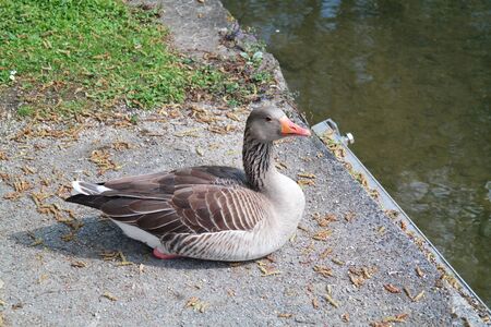 Duck sitting on the riverbankの写真素材