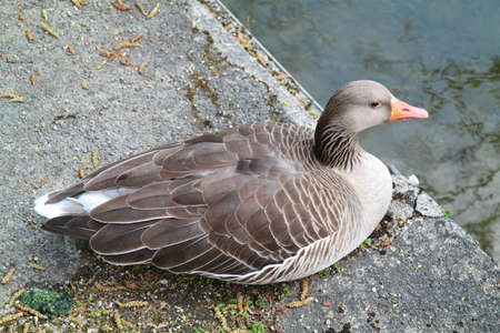 Duck sitting on the riverbankの写真素材