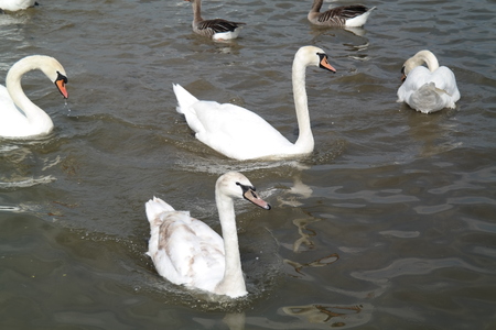 Swans swim in the lakeの写真素材