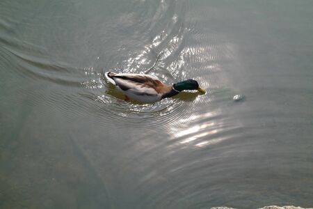 Duck swims in the lakeの写真素材