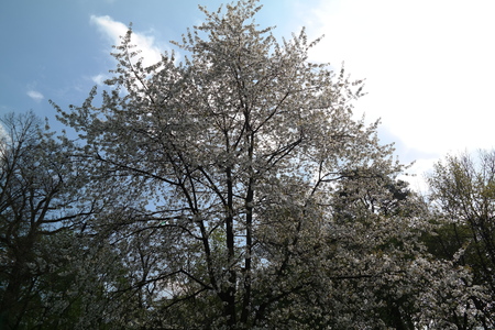 Kirschbaumの写真素材