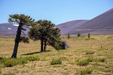 ARAUCARIA AT THE VOLCANOの写真素材
