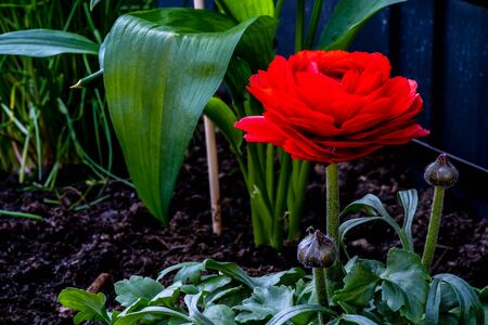First spring bloomers in the raised bedの写真素材