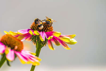 Bees at work on a coneflower