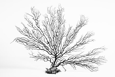 Dead tree isolated on white background. 3D rendering. Computer digital drawing.の写真素材
