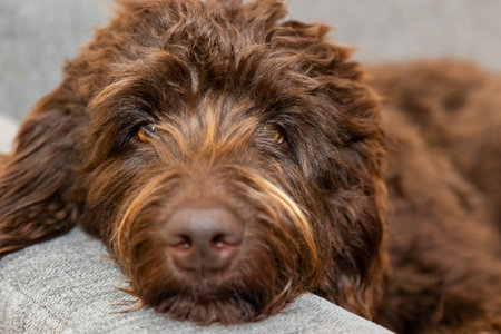 Golden brown labradoodle sleeping on sofa