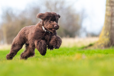 Brown labradoodle pup playing with a tennisbal.