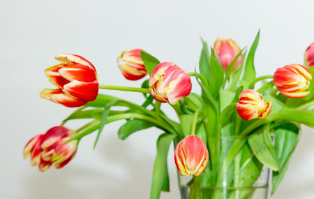 Close up bouquet of fresh tulips in a vaseの写真素材
