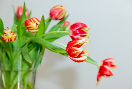 Close up bouquet of fresh tulips in a vaseの写真素材