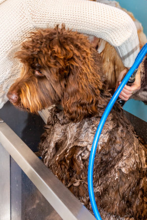 A brown labradoodle being washed and groomedの写真素材