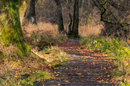 Meandering path through forest in golden winter light, Scotlandの写真素材