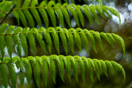 Horizontal branches of a fern in New Zealand, close up.の写真素材