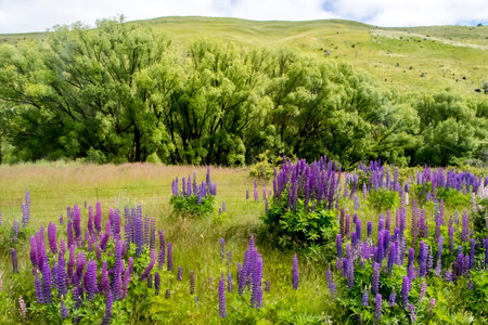 A green hill covered in pink and purple Lupine flowers in New Zealandの写真素材