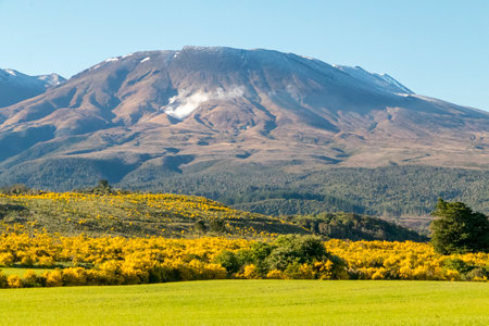 New Zealand hillside covered in bright yellow Broom and Gorseの写真素材