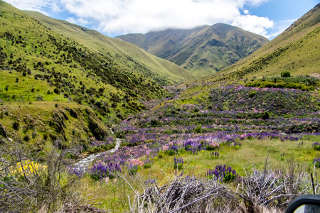 A small river with banks covered in Lupine flowers in New Zealandの写真素材