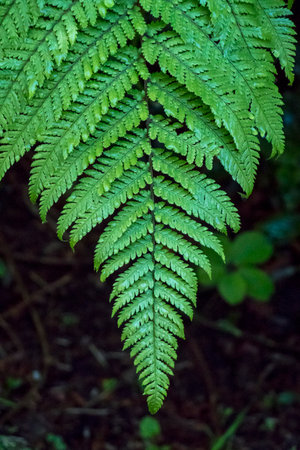 A dark green fern leaf in New Zealand.
