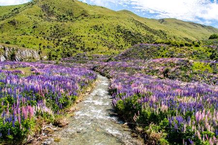 A small river with banks covered in Lupine flowers in New Zealandの写真素材
